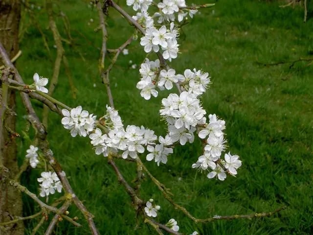 Leith House Orchards gallery 3