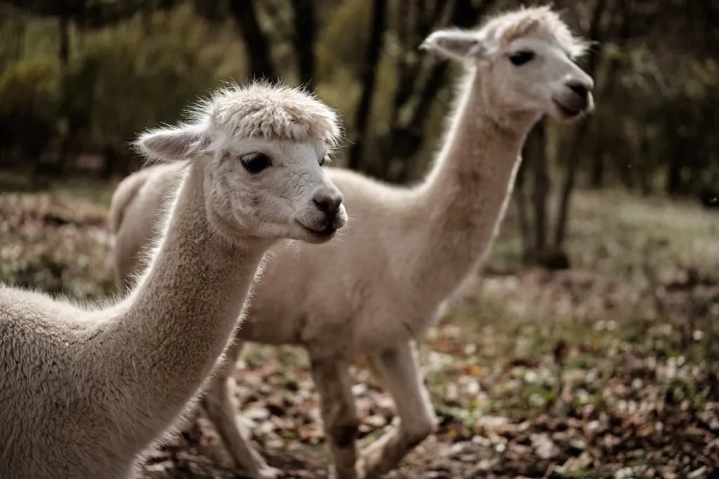 Camping Molengroet gallery 3