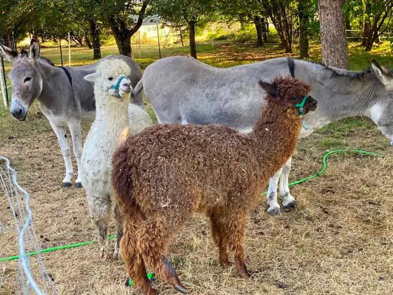 Les Alpaguettes gallery 1