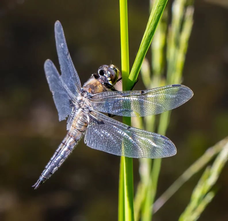 Balch Park Campground gallery 1