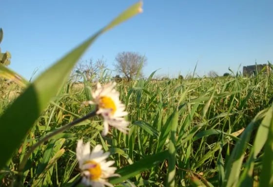 Agricampeggio Terra di Moro gallery 2