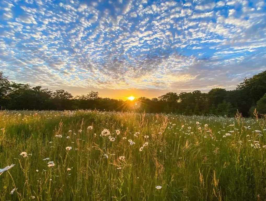 Royal Oak Farm gallery 1