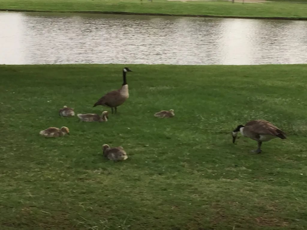 Spring Lake RV Resort