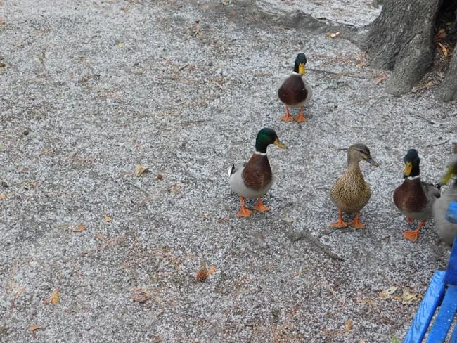 Lake Leamon Family Campground gallery 2