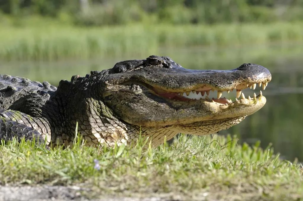 Caddo Lake State Park Campground gallery 1