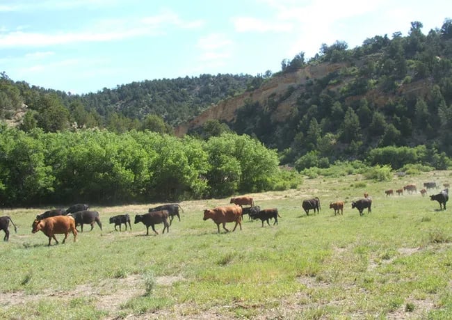 Bauers Canyon Ranch RV Park gallery 1