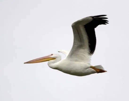 Montrose Missouri Conservation Area Dispersed Camping gallery 3