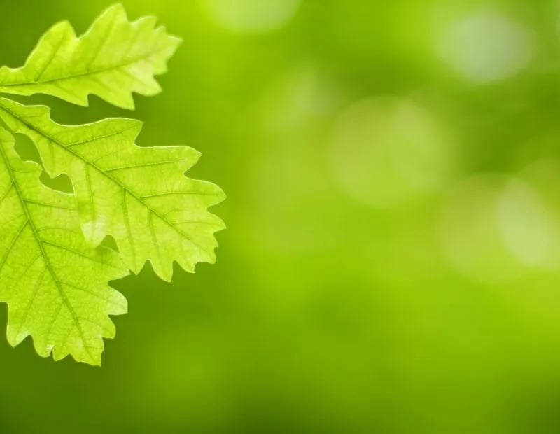 Camping Municipal Du Lac gallery 1