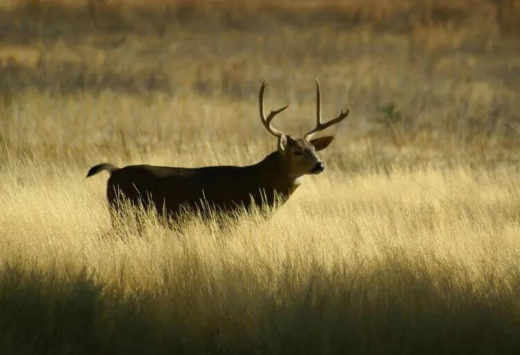 Yosemite Pines RV Resort & Family Lodging gallery 1