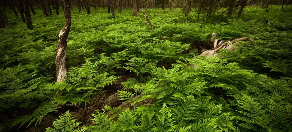 Bastrop State Park Campground