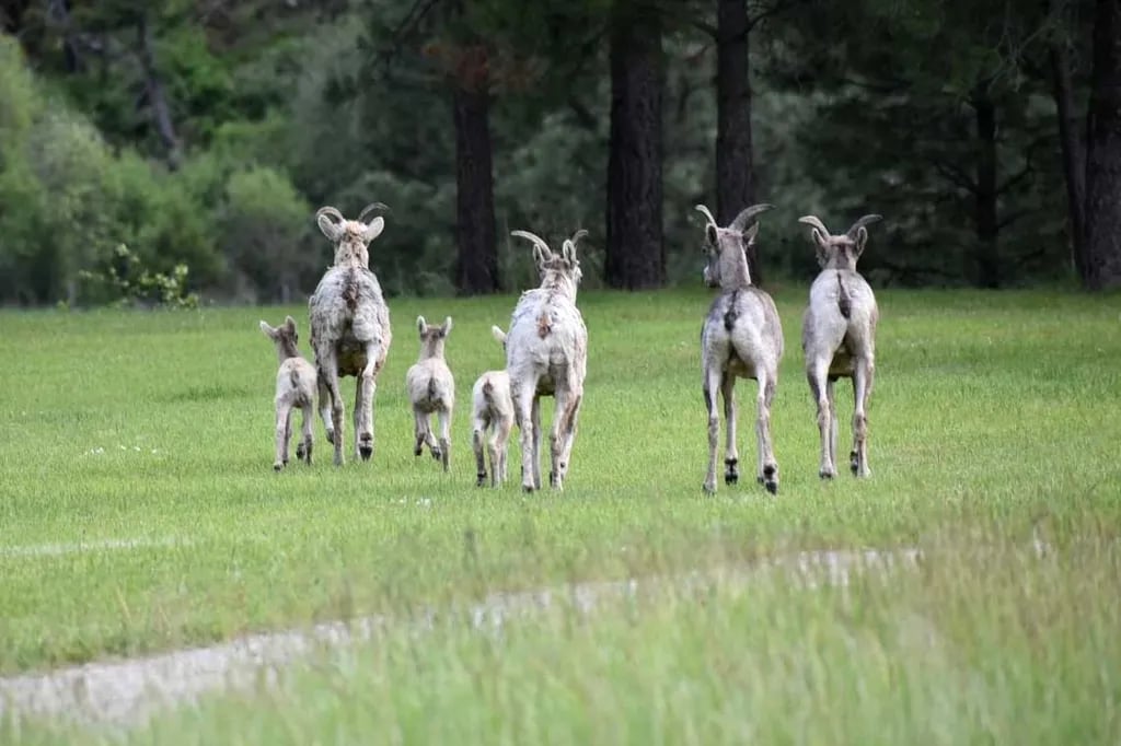 Ekstrom’s Stage Station Campground gallery 1