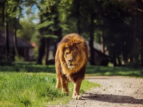 Beekse Bergen gallery 1