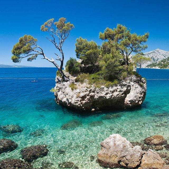 A tree growing on a rock surrounded by water