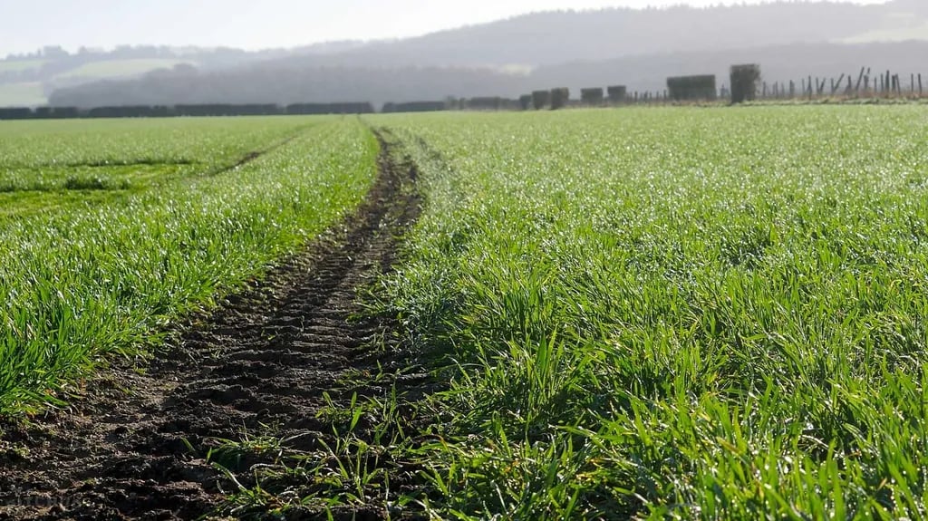 Ridgeway View Campsite gallery 2