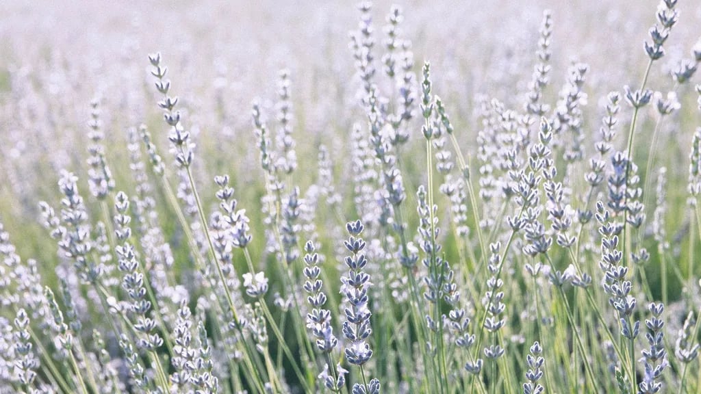 Olivia Green Camping gallery 2