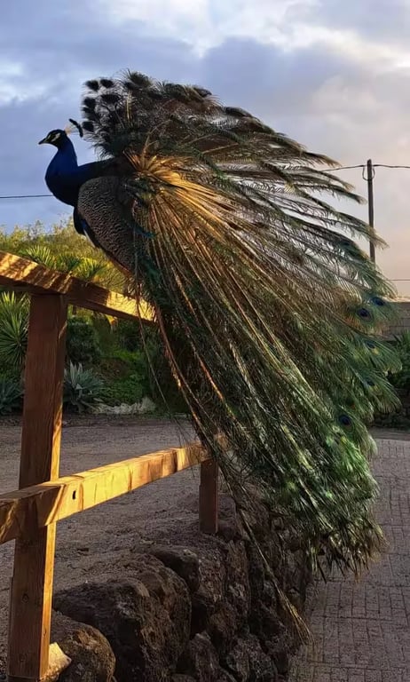 Agro Camping Invernaderito gallery 4