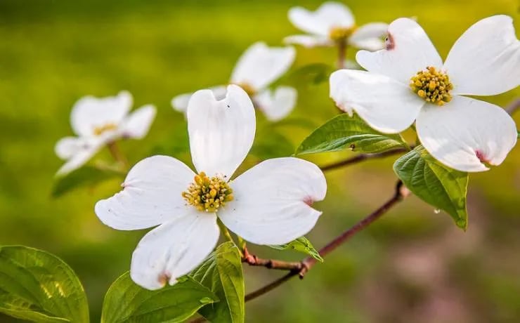 Montauk State Park Campground