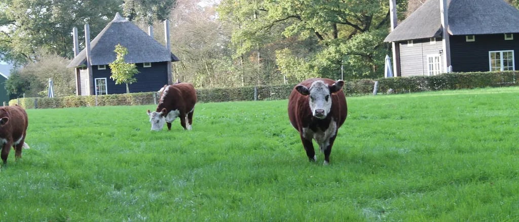 Camping Grimberghoeve