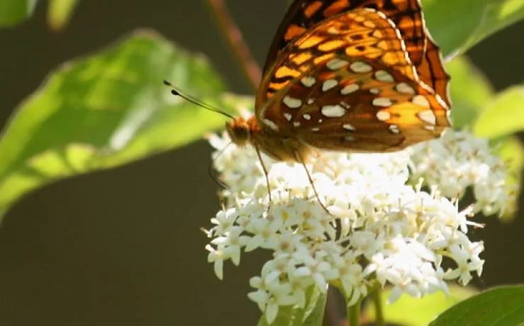 Knob Noster State Park Campground gallery 2