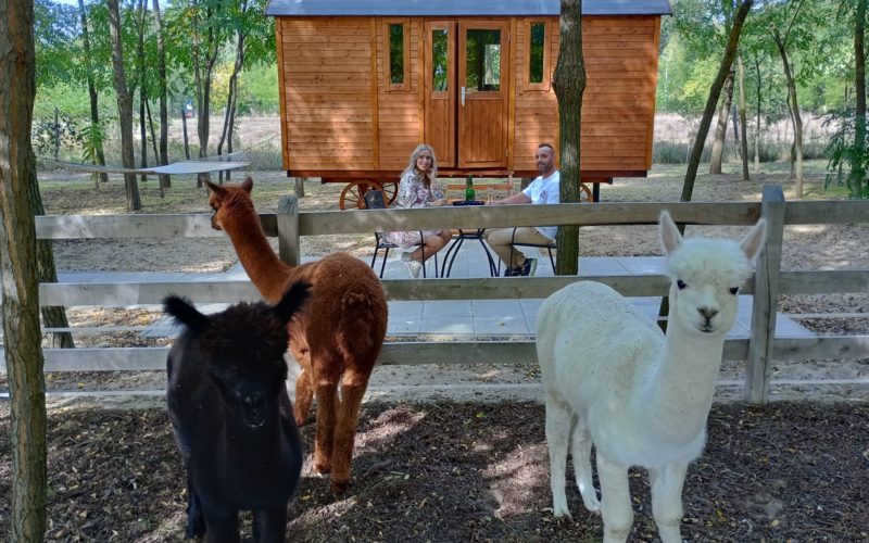 Alpacacamp gallery 1