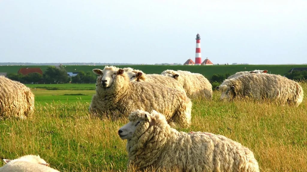 Comfort-Camp Eider gallery 1