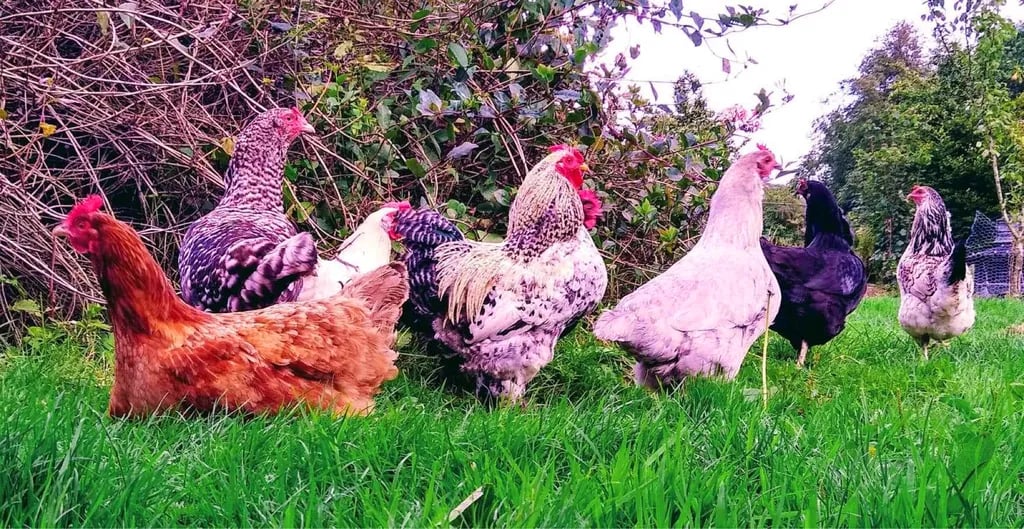 Wyreside Farm Park gallery 2