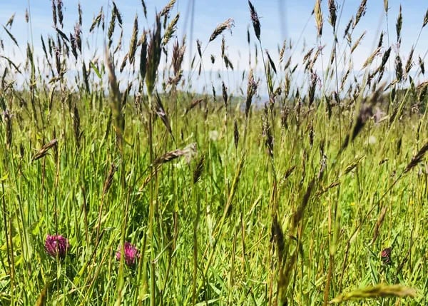 Farleigh Camping gallery 3