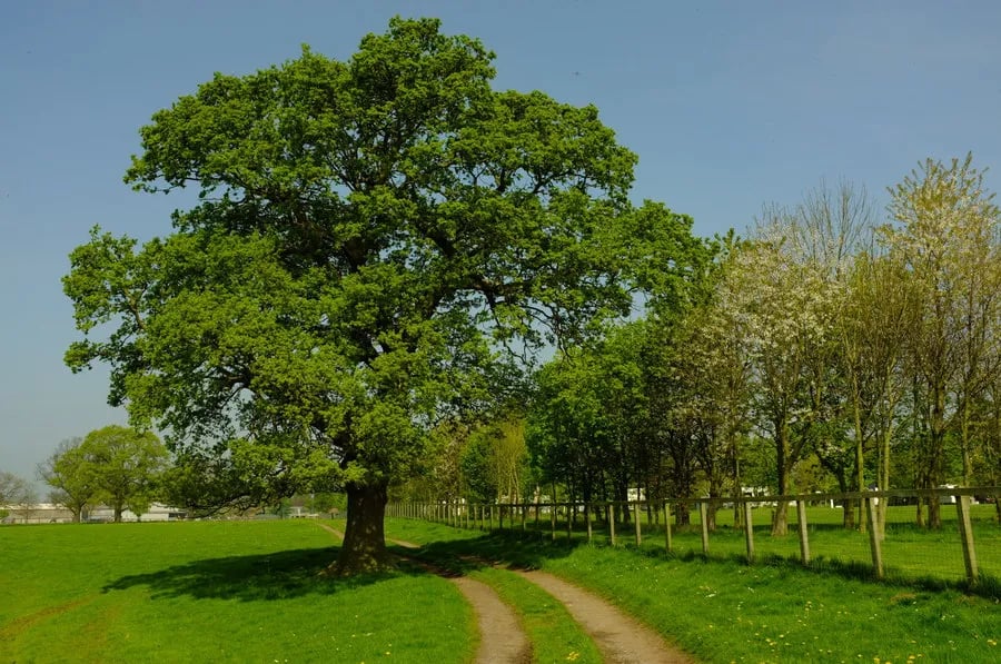 The Alders Caravan Park gallery 2