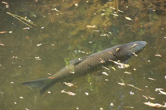 Tuck in the Wood Campground