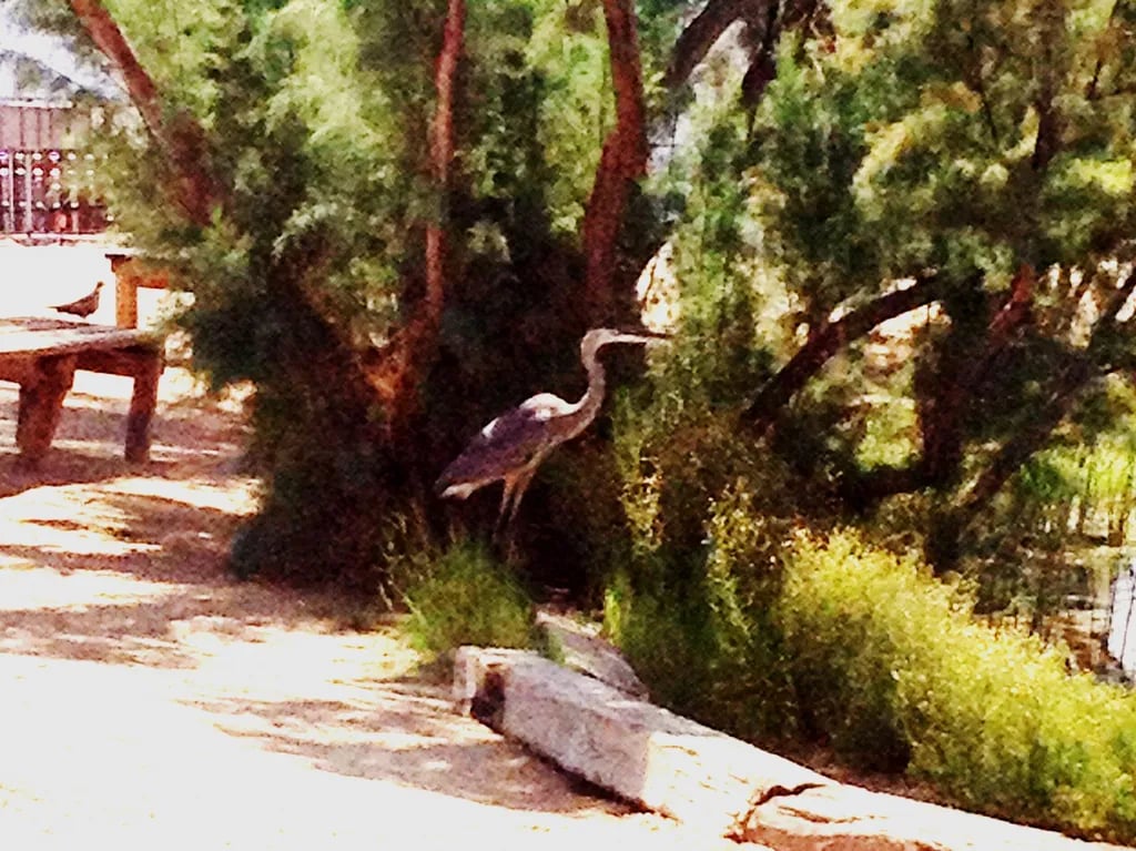 Joshua Tree Lake RV & Campground gallery 3