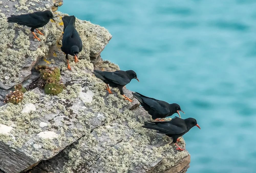 Trevaylor Touring Park gallery 2
