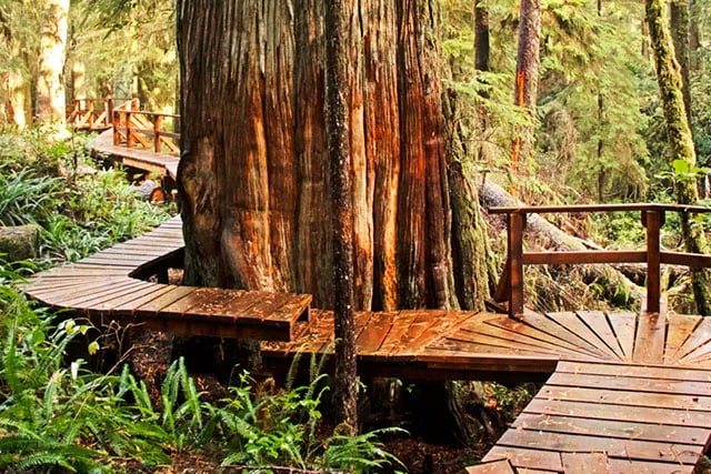 Pacific Rim National Park Reserve gallery 1