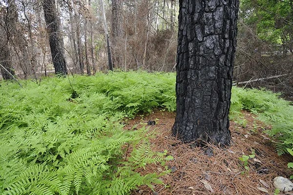 Bastrop State Park Campground gallery 3