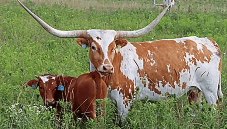 Wilderness Shores Ranch & RV/Tent Campground gallery 2