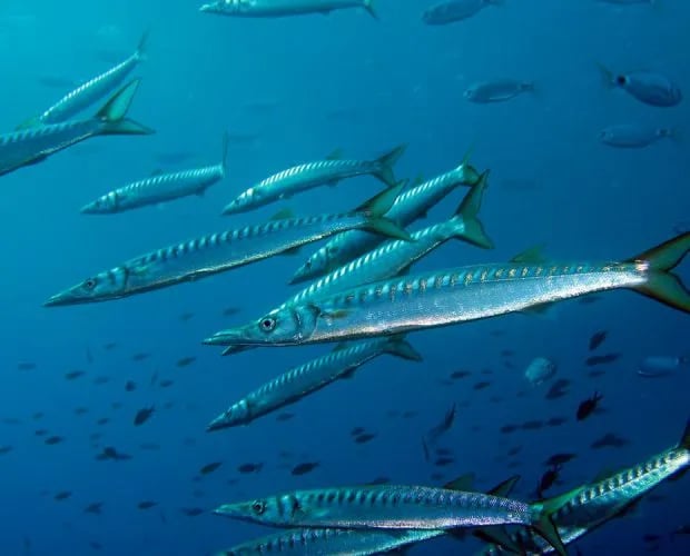 Camping International gallery 3