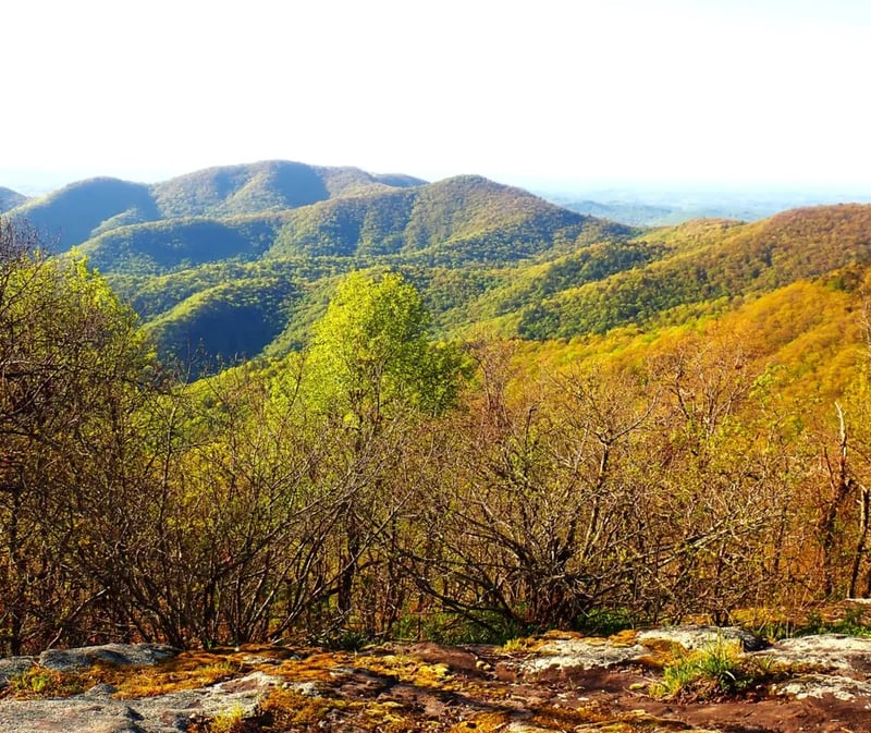 Blue Mountain Shelter