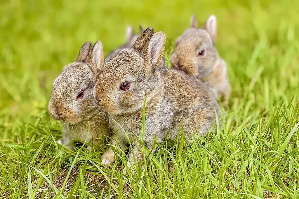 Domaine de l’Ubaye gallery 3