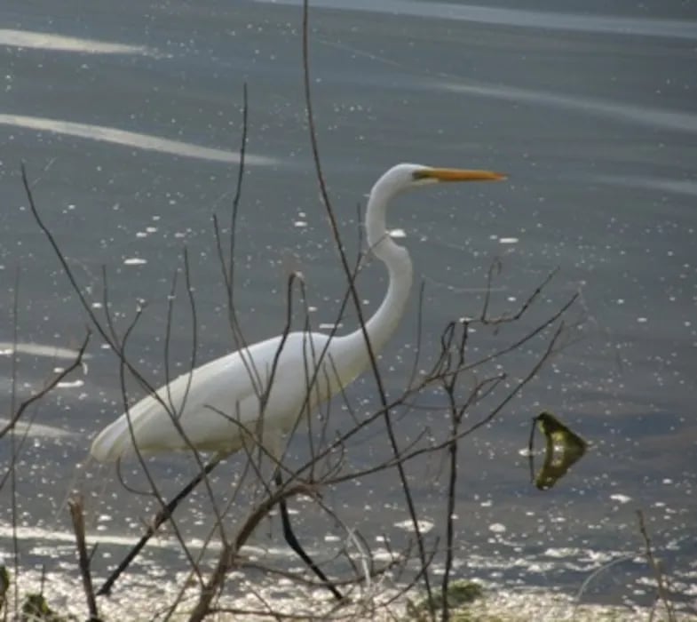 COE Lake Texoma Lakeside Campground gallery 2