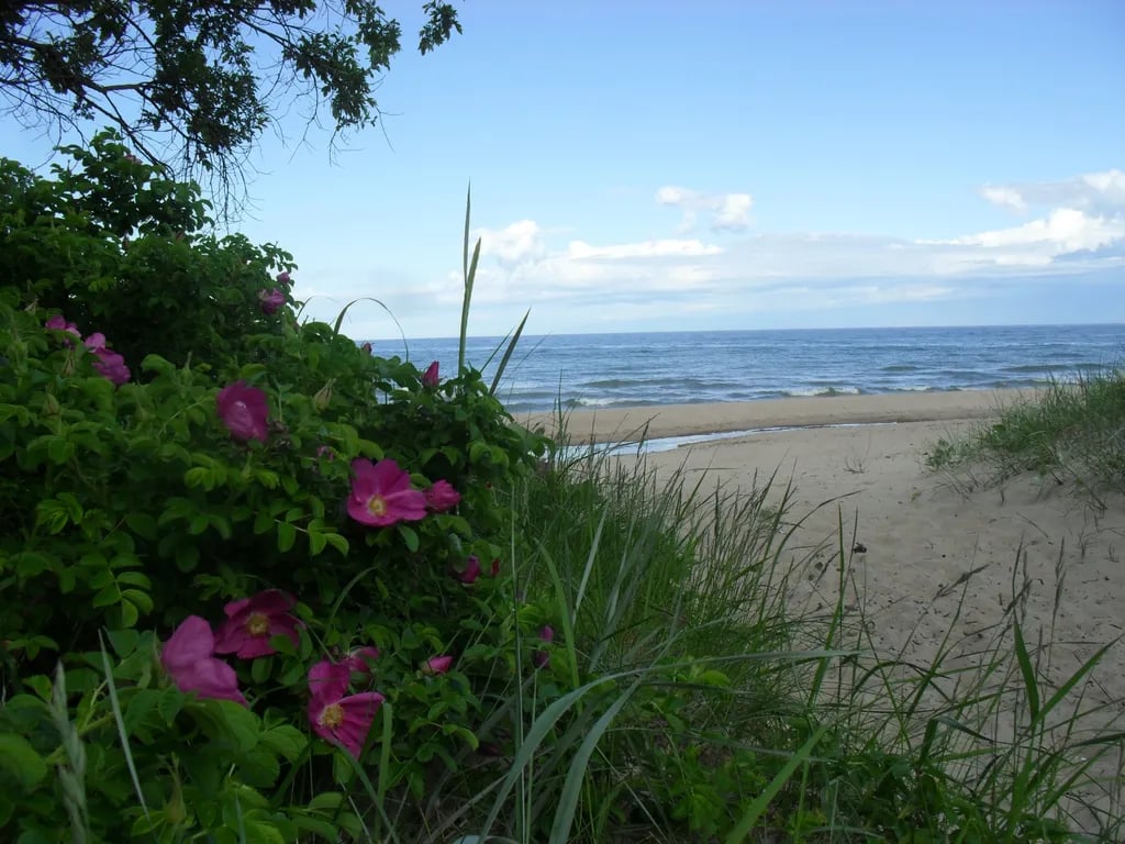 Ziemupes sea-side camping