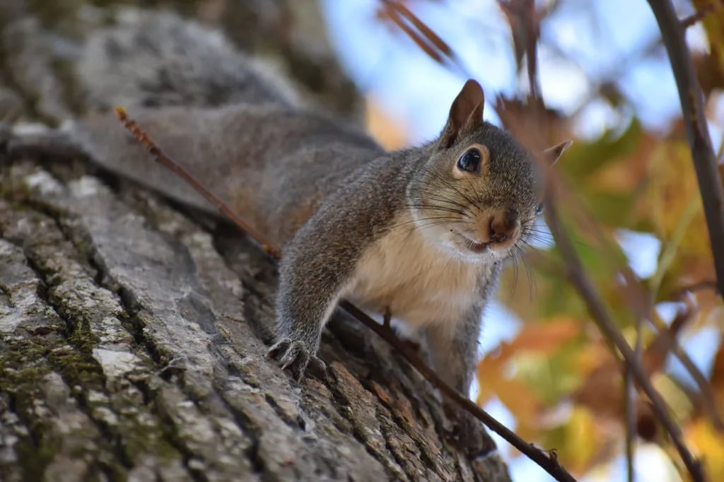 Lakewood Camping Resort gallery 1