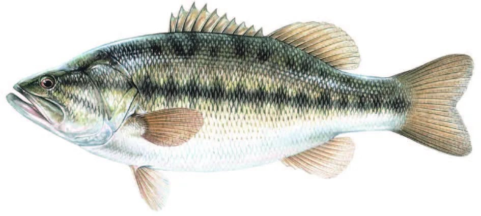 Johnson Branch — Ray Roberts Lake State Park gallery 3