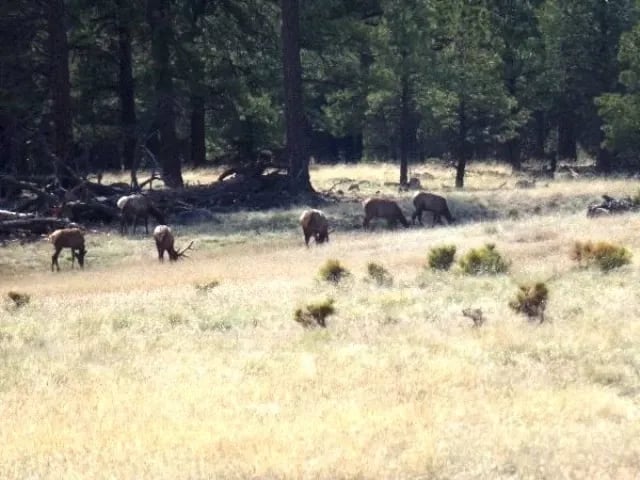 Camp Navajo/Pine View RV Park gallery 2