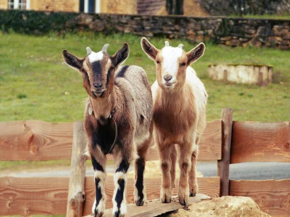 Domaine Des Chênes Verts gallery 1