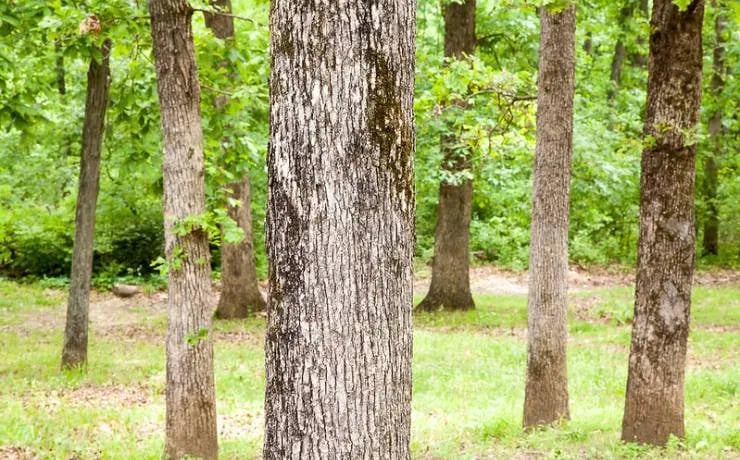 Knob Noster State Park Campground gallery 1