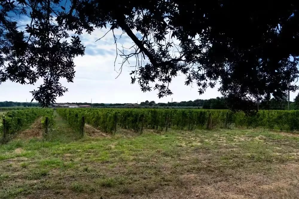 Agriturismo Eucaliptus