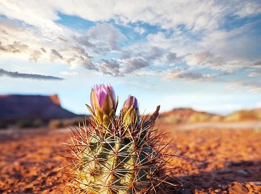 High Desert RV Park gallery 2