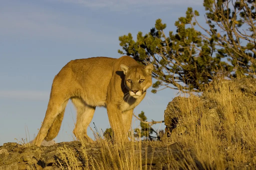 Dave Deacon Campground – Wayne E Kirch Wildlife Management Area gallery 1