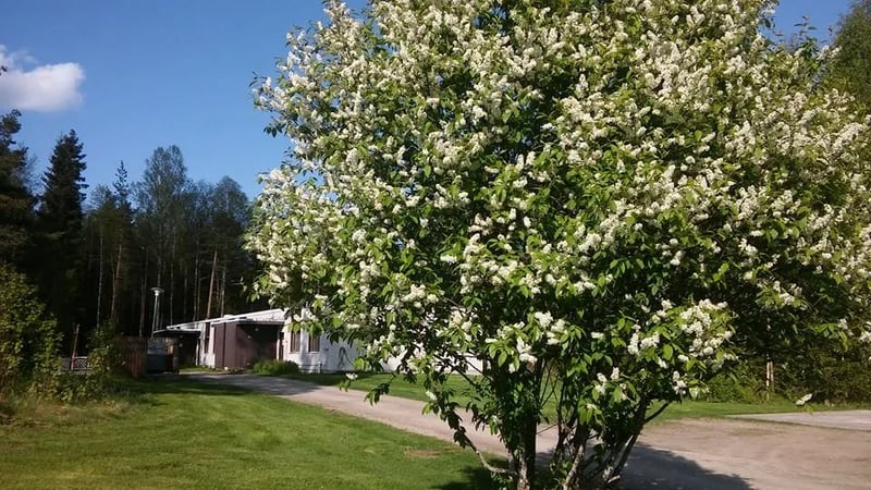 Gasthaus-camping Palopaikka gallery 3