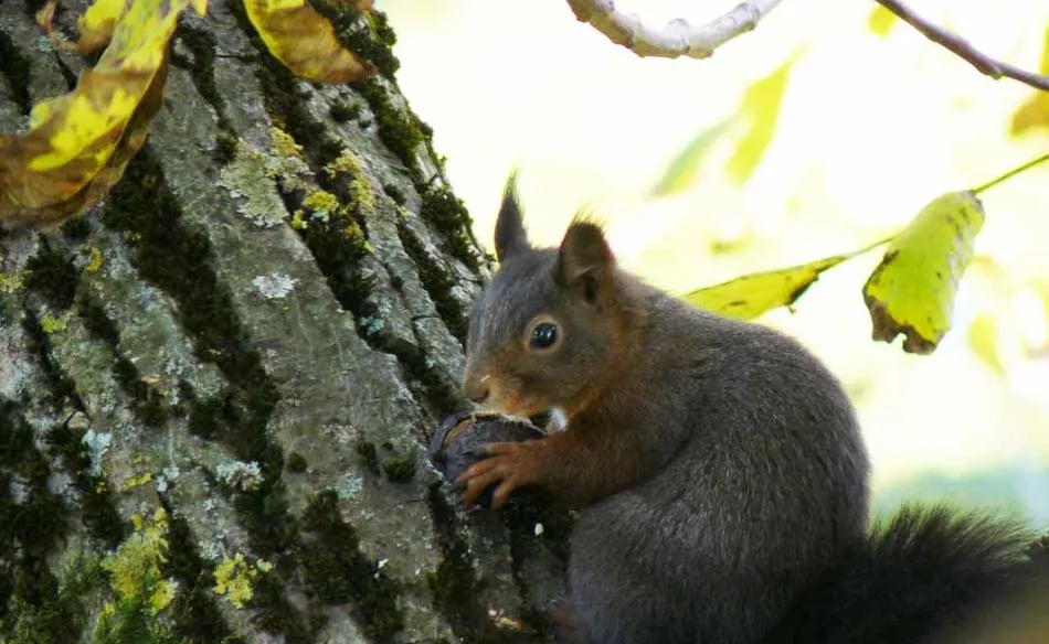 Camping Belchenblick gallery 2