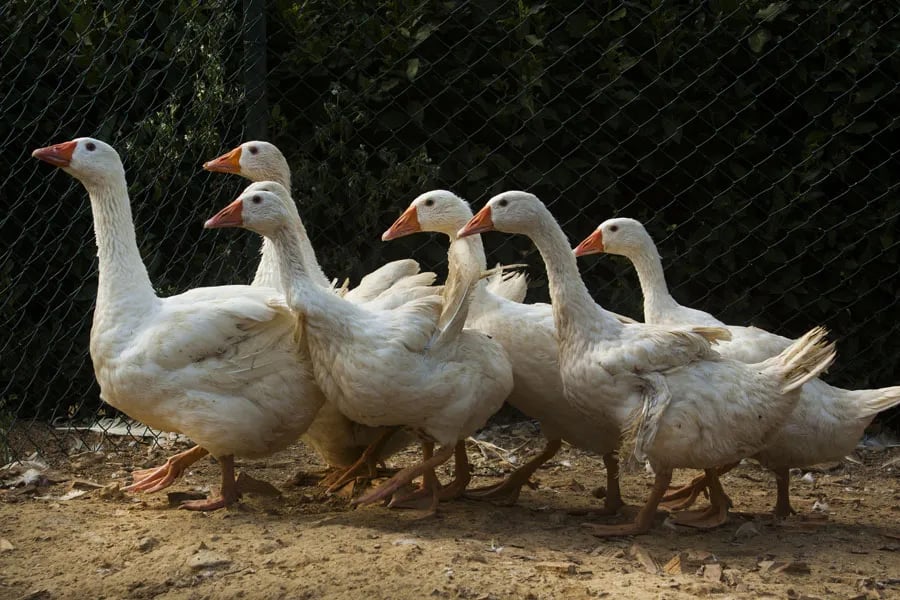 Agriturismo La Serra del Pino gallery 1